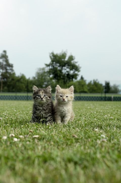 小猫 猫 虎猫 年轻的猫