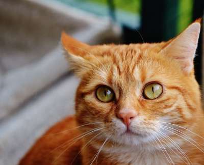 猫 宿醉 红色的 可爱的 鲭鱼 老虎 舒适 动物 家猫 毛皮