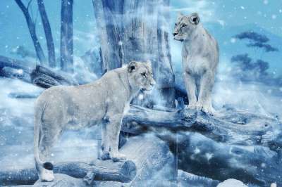 母狮 猫 雪 动物 艺术 优质的 冬天 自然 猫科动物 捕食者