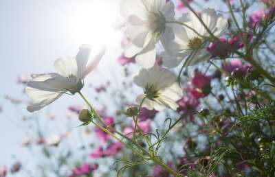 宇宙 秋季 花 植物 大自然 绿色 草 粉红色 感情 花卉