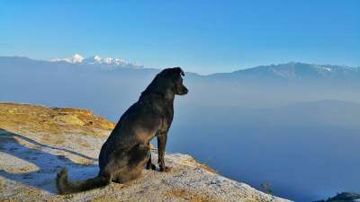 景观 狗 户外的 宠物 旅行 天空 犬类 冬天 蓝色旅行