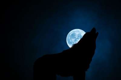 狼 狗 羽扇豆 犬类 犬 狼疮 Lobo 动物 嚎叫 嗥