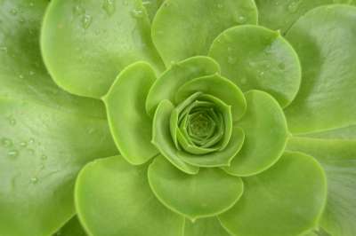 床单 植物 绿色 野生植物 绿叶 绿色的树叶 闪亮的刀片 自然