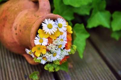一束花朵 花 花园 花园装饰 植物群 开花 雏菊 花瓶 兵马俑