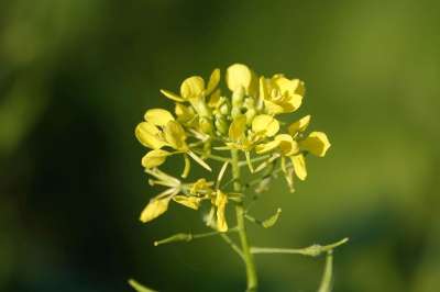 黄色芥末 芥末 开花 黄色 自然 花 关闭 植物 芥末花