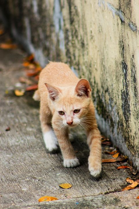 小猫 猫 猫橙 猫跑 搞笑猫
