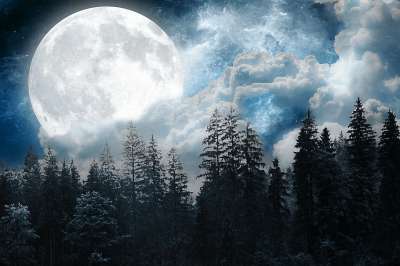 树木 森林 月亮 松树 幻想 云 夜晚 满月 平静的 冷静的