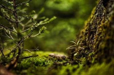 苔藓 森林 自然 特写 植物 背景 森林地面 森林 森林 森林