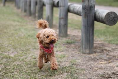 贵宾犬 玩具贵宾犬 狗 可爱的 小狗 户外的