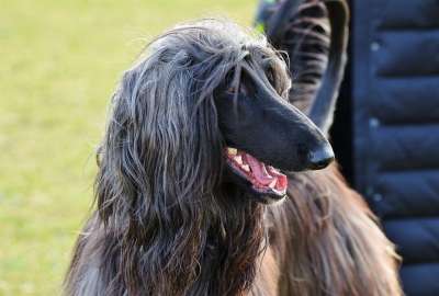 阿富汗 灵缇犬 阿富汗猎犬 Balutschi-狗 狗 纯种狗 头发
