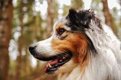 狗 伯杰 澳大利亚 澳大利亚牧羊犬 家畜 牧羊犬 动物 可爱