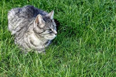 宿醉 享受阳光 家猫 动物 家畜 猫 老虎 鲭鱼 可爱的 草地