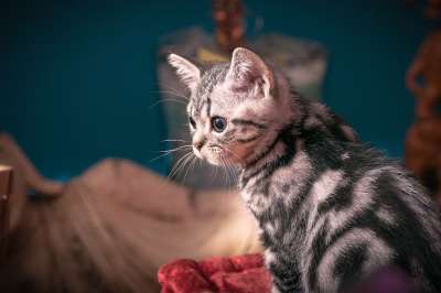 小猫 银的斑 猫 家猫 猫孩子 可爱的 宿醉 小的 幼兽