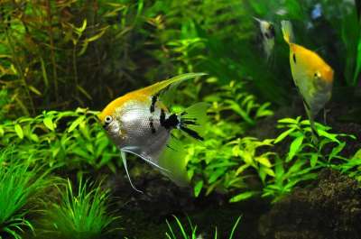 鱼 坦克 水色 装饰性的 动物园 世界 水 宠物 水族馆 鱼缸
