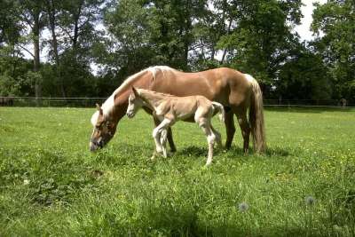 Haflinger 驹 母马 马匹 牧场 动物 马 家庭