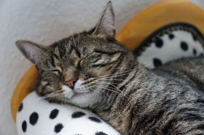 猫 老虎 Tigerle 大猫 动物 捕食者 危险的 美丽的 头