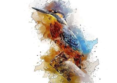 Alcedo Atthis 共同翠鸟 鸟 小的 坐 背景 自然 飞