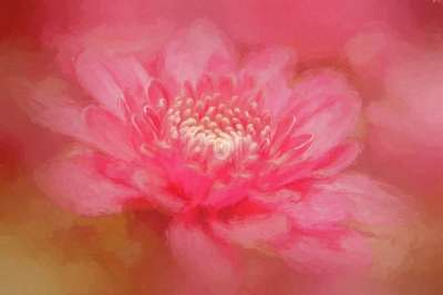 花 艺术品 绘画 艺术家绘画 印象派 艺术 粉色的 画 艺术的