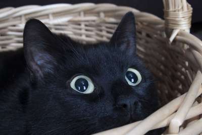 猫咪 宠物 动物 猫咪 猫咪 猫咪 猫咪 猫咪