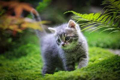 小猫 猫 宠物 动物医院 动物 可爱 曲奇 甜 眼睛 球员