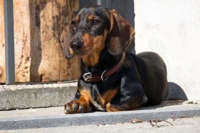 腊肠狗 狗 家畜 幼兽 腊肠犬 闪闪发光 狗看 动物肖像 动物