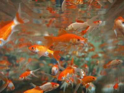 金鱼 水族馆 水下 热带 宠物 游泳 坦克 鱼缸 水 生活