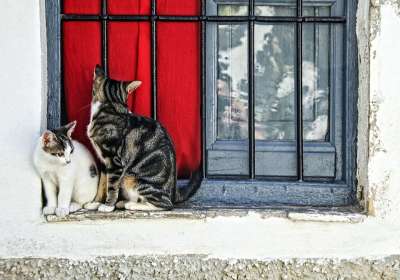猫 两只猫 窗户 炙烤 毛皮 一起 猫科动物 两只猫 两只猫
