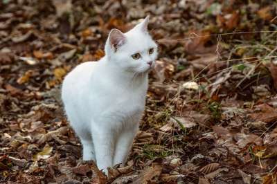 猫 宠物 动物 白色猫咪 国内的猫 猫科动物 哺乳动物 肖像