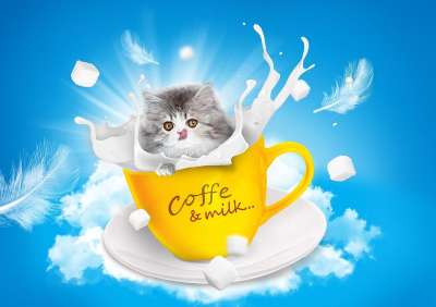 大自然壁纸 自然壁纸 高清壁纸 猫 牛奶 茶碗 波斯猫 云 天空