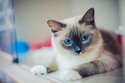 猫咪 动物 布偶猫 布偶猫 布偶猫 布偶猫 布偶猫 布偶猫