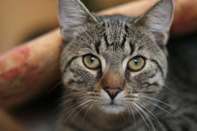 猫 宿醉 好奇的 动物 肖像 自然 枕头 条 老虎
