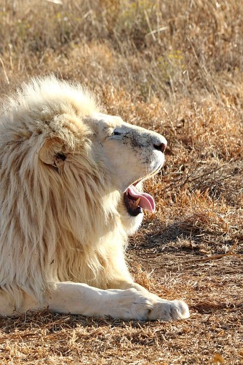 白色狮子 肖像 狮子 猫 动物 野生动物 荒野 捕食者 食肉动物