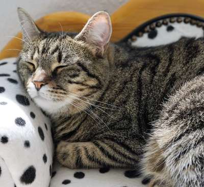 猫 宿醉 动物 猫眼 自豪地 小猫 灰色的 鲭鱼 动物肖像