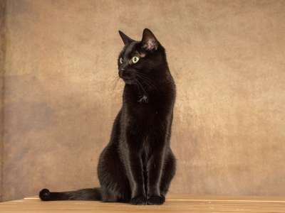 猫 宠物 猫咪 动物医院 动物 小猫 可爱 黑色的