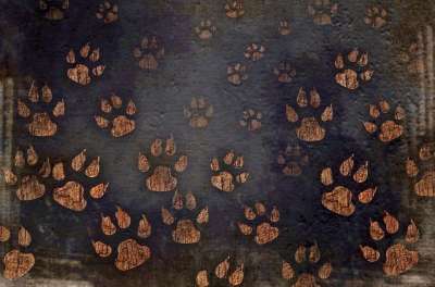 狗 爪子 打印 宠物 猫 走 卡通片 动物 脚印 画 脚