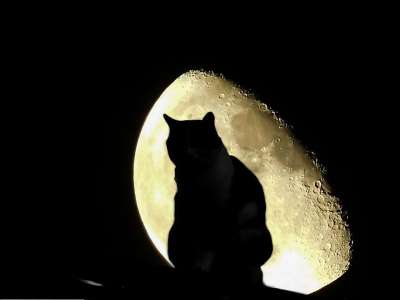 猫 月亮 万圣节 夜晚 天堂 夜空 栅栏 坐 月光 新月 光