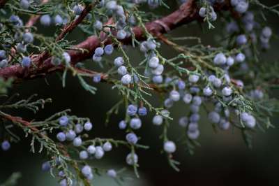 杜松 浆果 植物 水果 树 衬套 植物群 自然 特写
