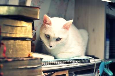 猫 白色的 白色的猫 可爱的 动物 甜的 哺乳动物 老虎