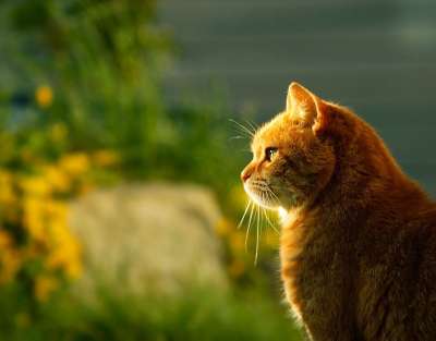 猫 日落 外形 动物 宠物 毛皮 辉光 绿色的动物 绿色的宠物