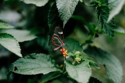 蝴蝶 自然 昆虫 动物 翅膀 盛开 丰富多彩的 春天 花园