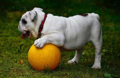 英国斗牛犬 狗 斗牛犬 宠物 球 游戏 动物