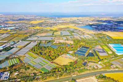 上海 嘉定 华亭 滨水 田园 航拍 黄色 乡村 大疆 无人机