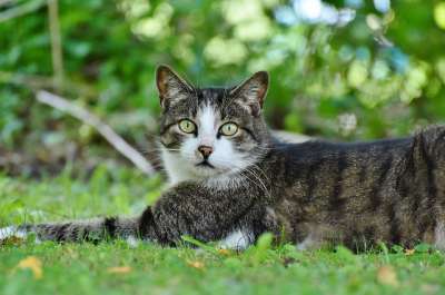 猫 家猫 Katzenkopf 家畜 鲭鱼 宿醉 毛皮 猫眼
