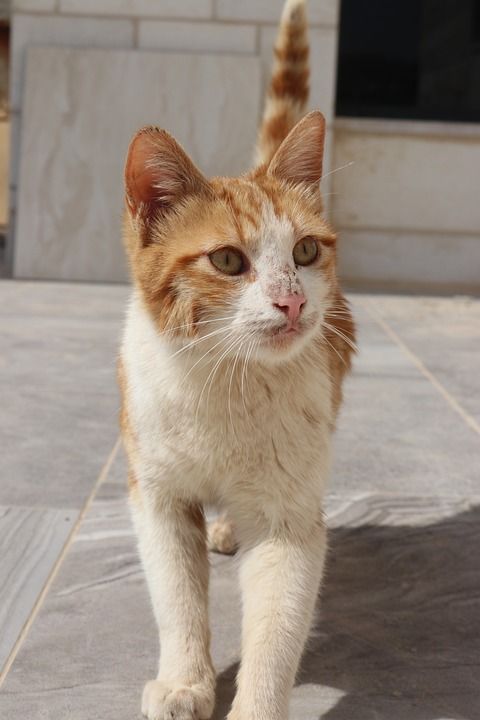 动物 可爱的 猫 家畜 哺乳动物 毛皮 国内的 小猫 寻找