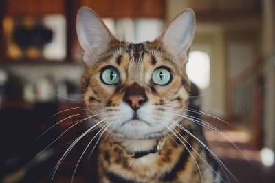 猫 小猫 动物 宠物 里面 棕色猫 棕色的宠物