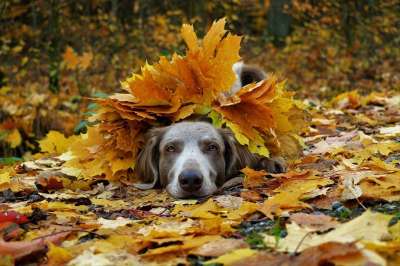 犬只 森林 落下 灰色的 家畜 猎犬 纯种 树木 种族 树叶