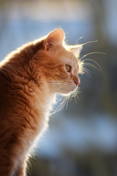 猫 Roux 老虎 可爱 好奇的 猫科动物 肖像