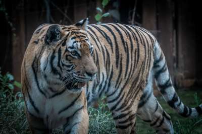 老虎 捕食者 动物 猫 野猫 动物园 大猫 野生动物