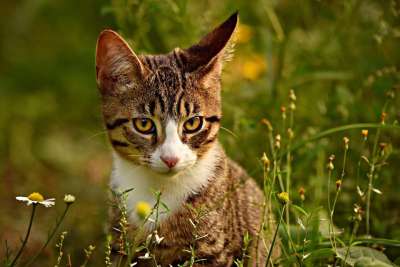 虎斑猫 鲭鱼 动物 哺乳动物 宠物 国内的 猫科动物 眼睛 耳朵