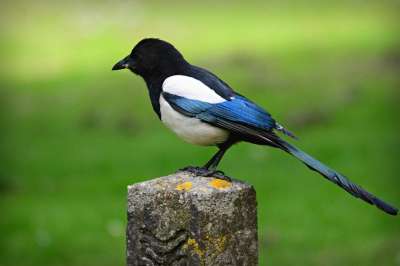 鹊 鸟 动物 羽毛 Corvidae 野生动物 喙 聪明的 邮政